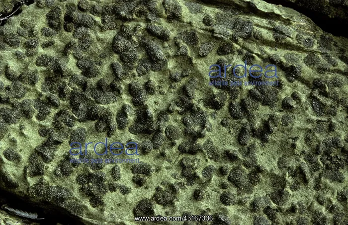 : Layered ultramafic, Duke Island, Alaska : Layered ultramafic, Duke Island, Alaska