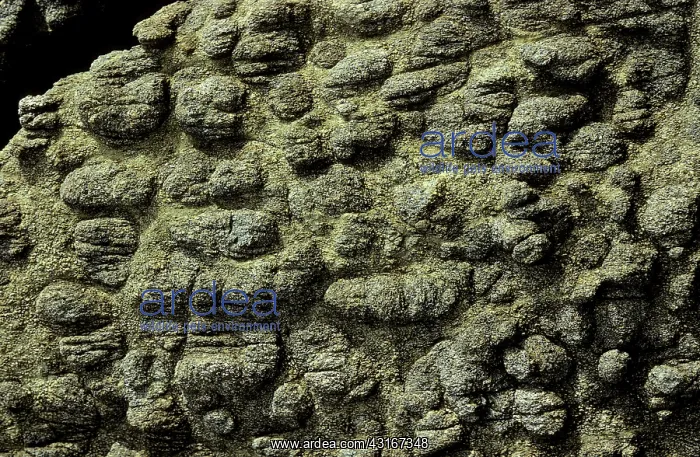 : Layered ultramafic, Duke Island, Alaska : Layered ultramafic, Duke Island, Alaska