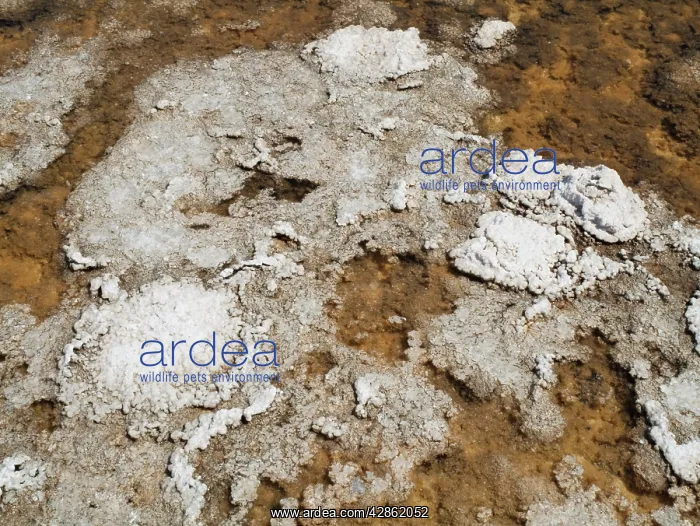 : Layers of salt at a shallow pool in the Death Valley : Layers of salt at a shallow pool in the Death Valley