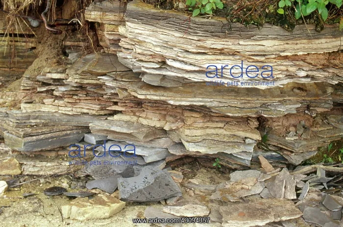 : Layers of Shale : Layers of Shale