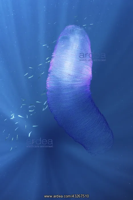 : Laying of Diamond squid (Thysanoteuthis rhombus) : Laying of Diamond squid (Thysanoteuthis rhombus)