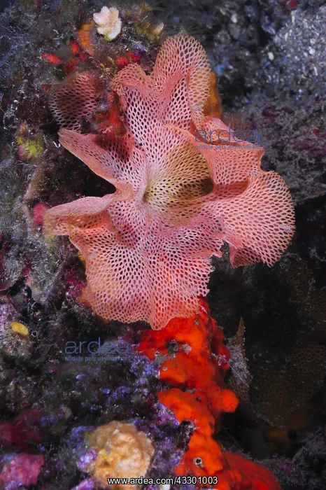 : Laying of Nudibranch, Sea Lion Dive Site, Saint : Laying of Nudibranch, Sea Lion Dive Site, Saint