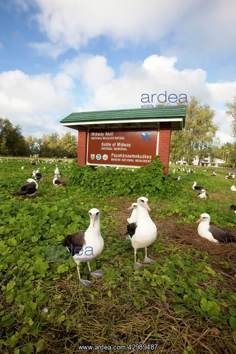 : Laysan Albatross : Laysan Albatross