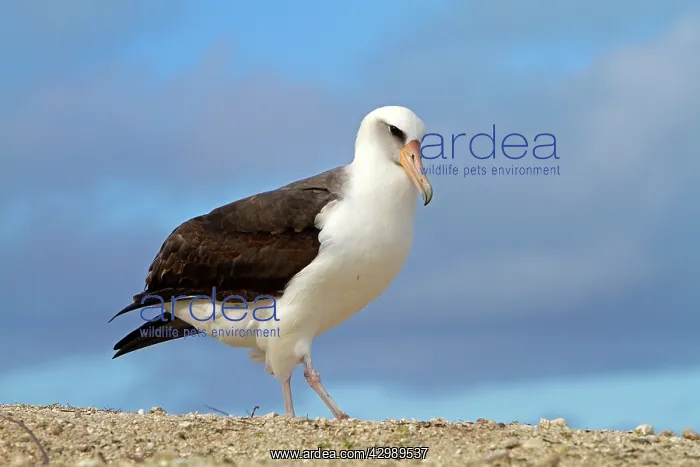 : Laysan Albatross : Laysan Albatross