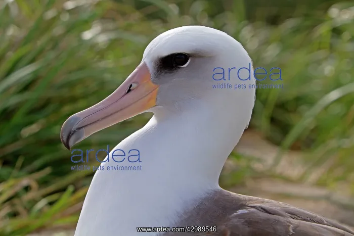 : Laysan Albatross : Laysan Albatross