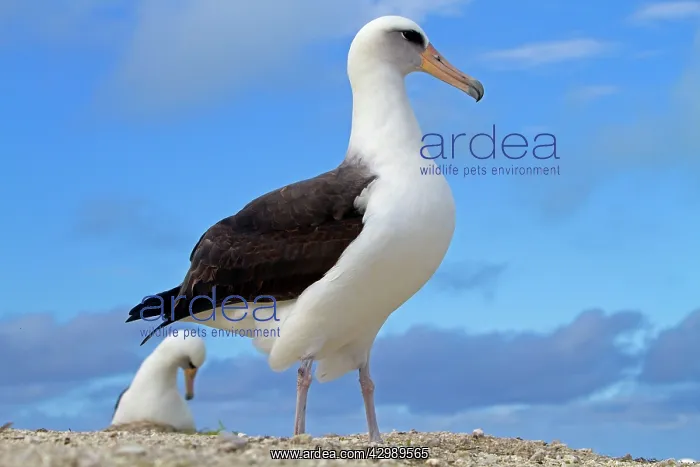 : Laysan Albatross : Laysan Albatross