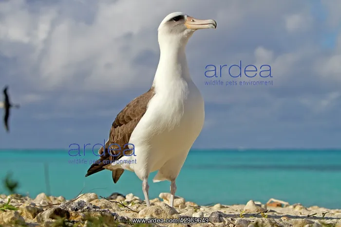 : Laysan Albatross : Laysan Albatross