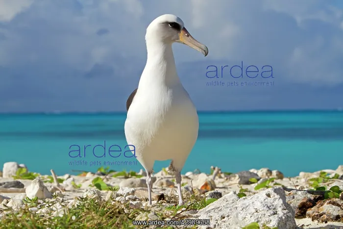 : Laysan Albatross : Laysan Albatross