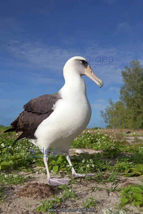 : Laysan Albatross : Laysan Albatross