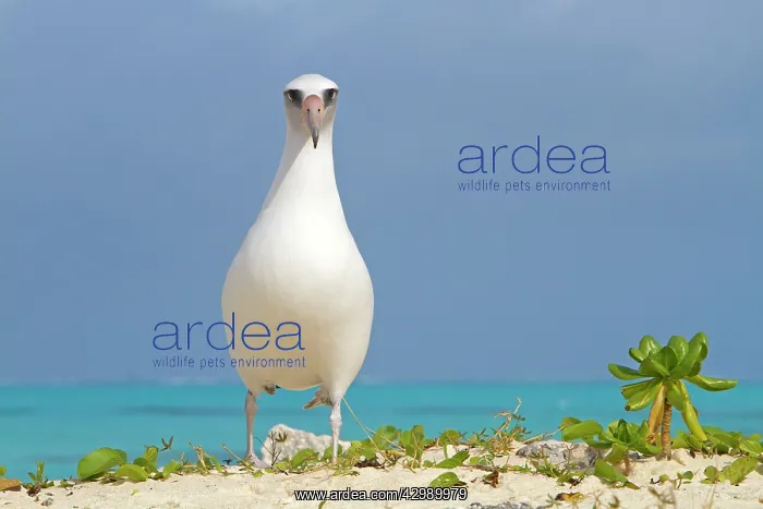 : Laysan Albatross : Laysan Albatross