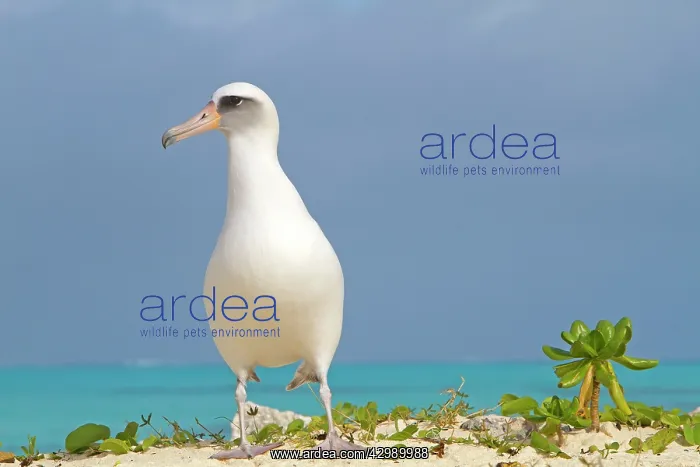 : Laysan Albatross : Laysan Albatross