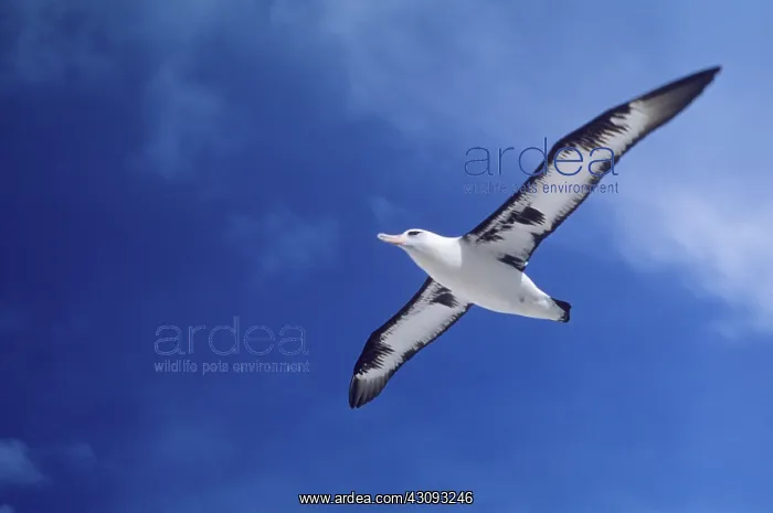 : Laysan albatross : Laysan albatross