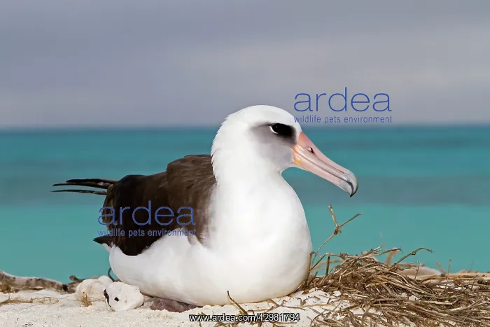 : Laysan Albatross - adult at nest : Laysan Albatross - adult at nest