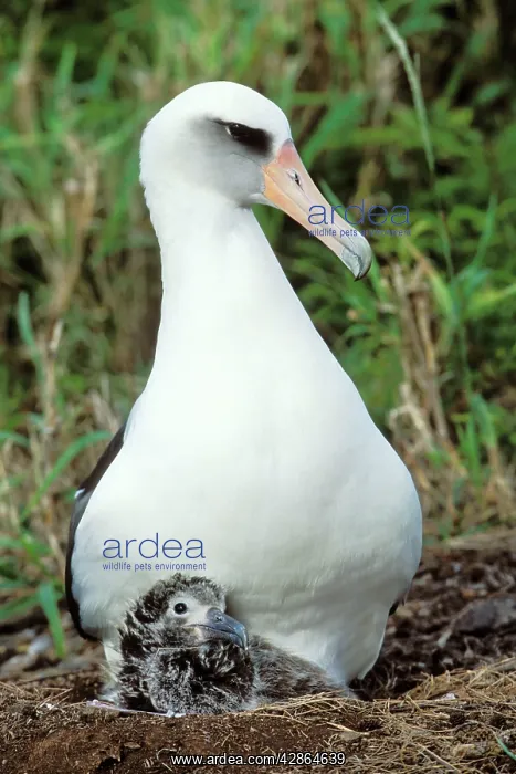 : Laysan Albatross - adult with young chick at nest : Laysan Albatross - adult with young chick at nest