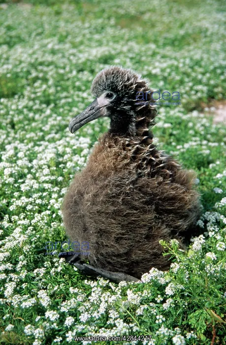 : Laysan Albatross - chick : Laysan Albatross - chick