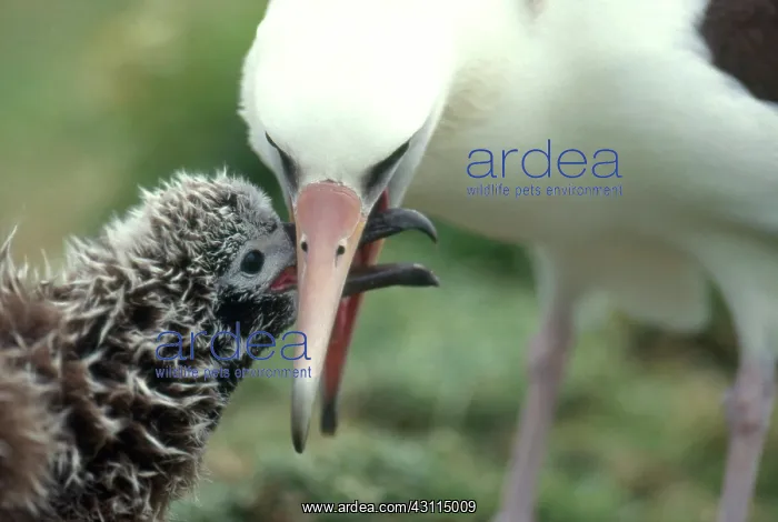 : Laysan Albatross with chick : Laysan Albatross with chick