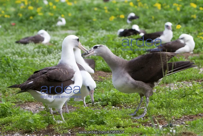 : Laysan Albatross - crossed with Black-footed Albatross : Laysan Albatross - crossed with Black-footed Albatross