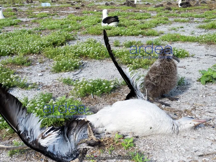 : Laysan Albatross - dead adult with young after : Laysan Albatross - dead adult with young after