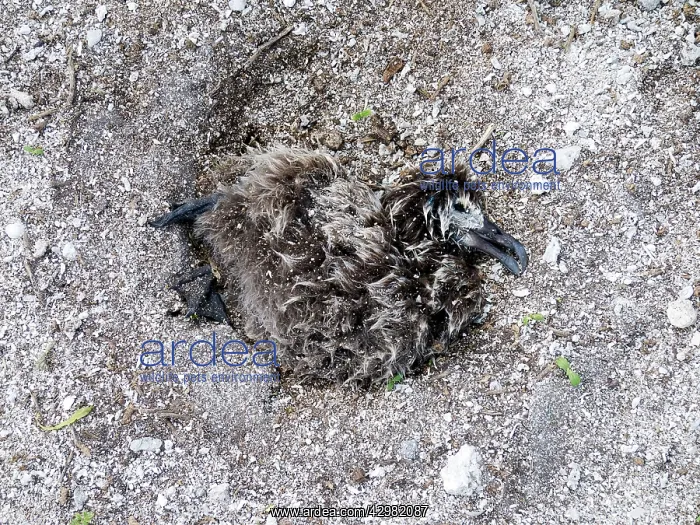 : Laysan Albatross - dead young after Tsunami 11 / 03 / 2011 : Laysan Albatross - dead young after Tsunami 11 / 03 / 2011