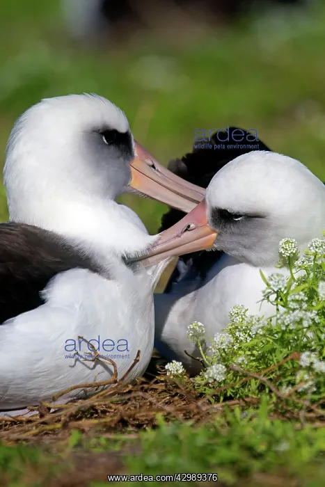 : Laysan Albatross - displaying : Laysan Albatross - displaying