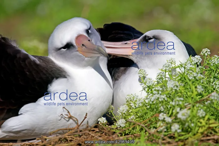 : Laysan Albatross - displaying : Laysan Albatross - displaying