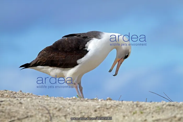 : Laysan Albatross - displaying : Laysan Albatross - displaying
