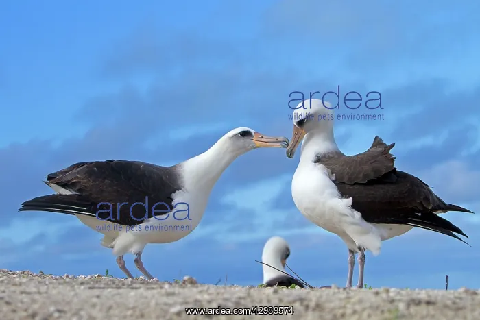 : Laysan Albatross - displaying : Laysan Albatross - displaying