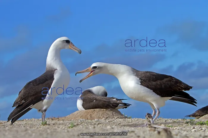 : Laysan Albatross - displaying : Laysan Albatross - displaying