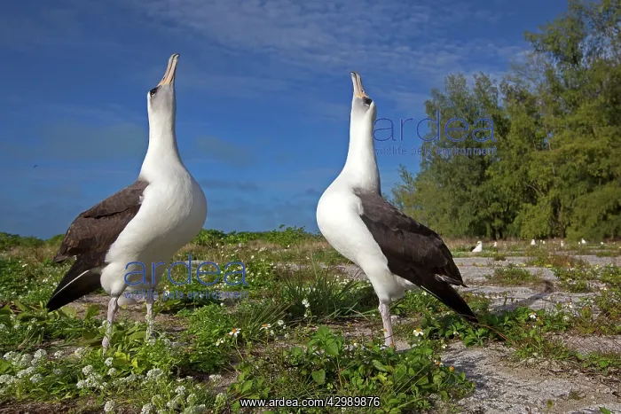 : Laysan Albatross - displaying : Laysan Albatross - displaying