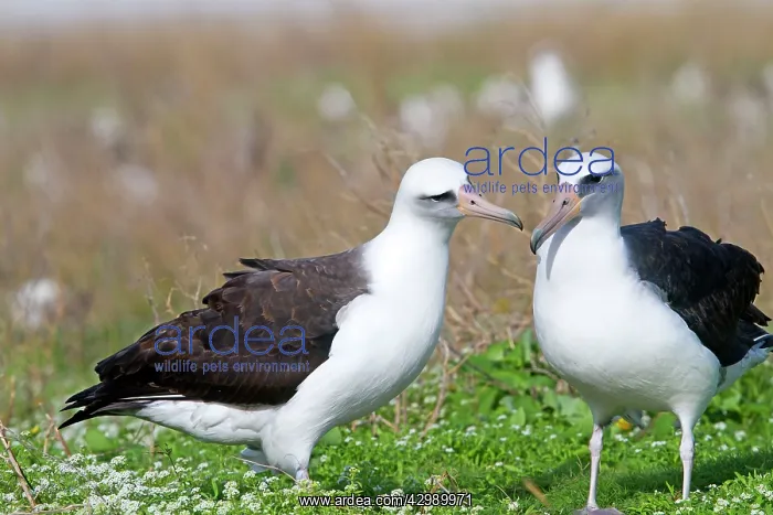 : Laysan Albatross - displaying : Laysan Albatross - displaying