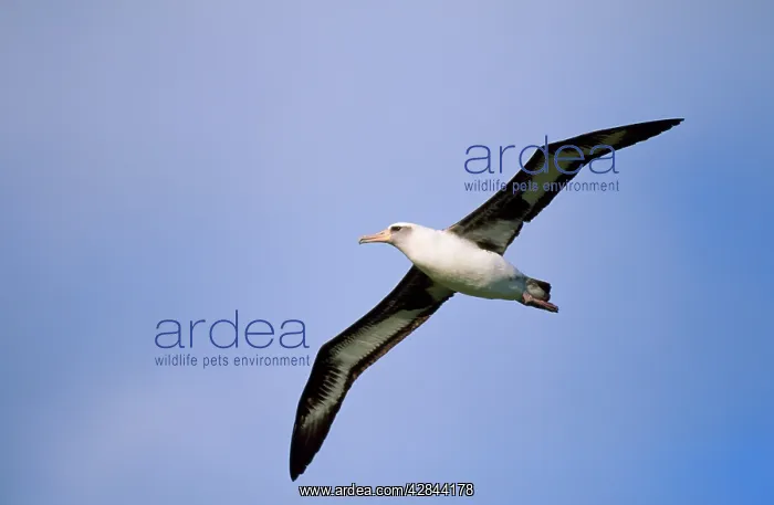 : Laysan Albatross - in flight : Laysan Albatross - in flight