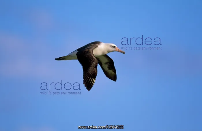 : Laysan Albatross - in flight : Laysan Albatross - in flight