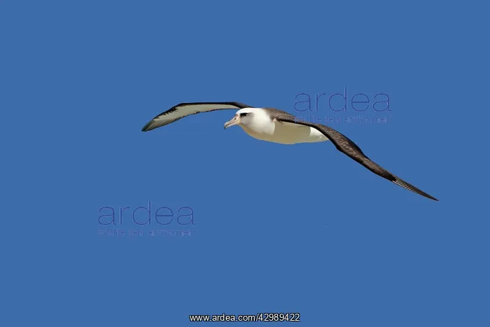 : Laysan Albatross - in flight : Laysan Albatross - in flight