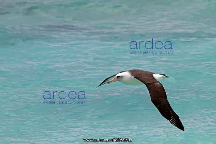 : Laysan Albatross - in flight : Laysan Albatross - in flight