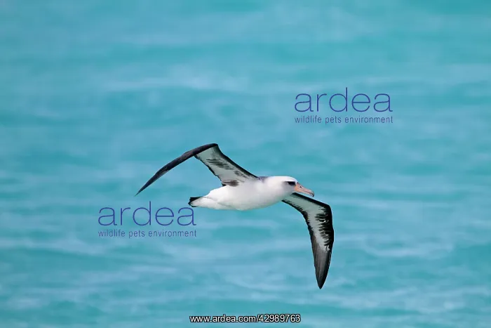 : Laysan Albatross - in flight : Laysan Albatross - in flight