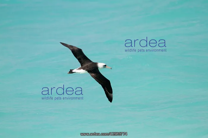 : Laysan Albatross - in flight : Laysan Albatross - in flight