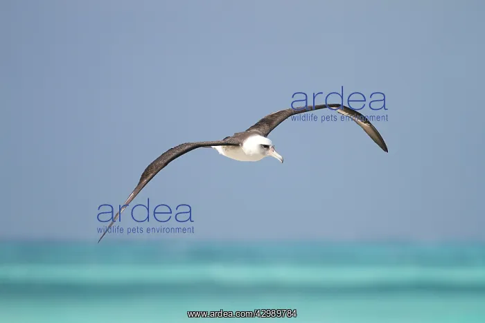 : Laysan Albatross - in flight : Laysan Albatross - in flight