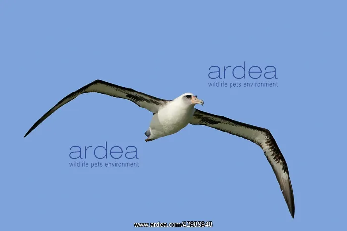 : Laysan Albatross - in flight : Laysan Albatross - in flight