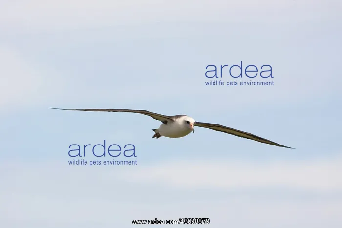 : Laysan Albatross in flight : Laysan Albatross in flight