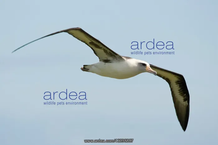 : Laysan Albatross in flight : Laysan Albatross in flight