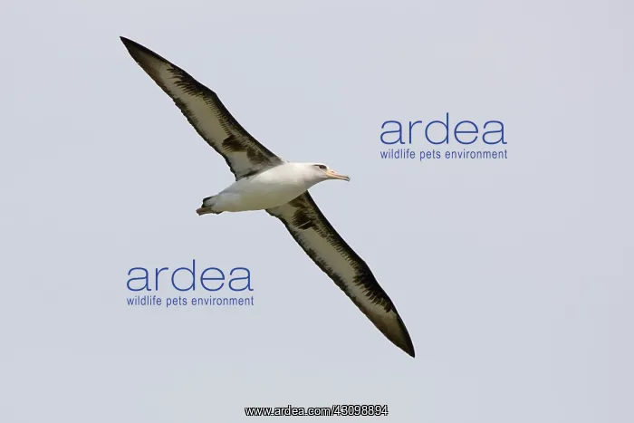 : Laysan Albatross in flight : Laysan Albatross in flight