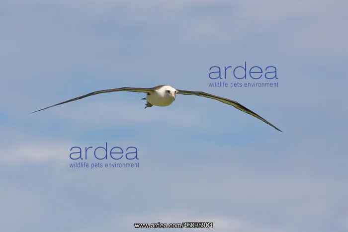 : Laysan Albatross in flight : Laysan Albatross in flight