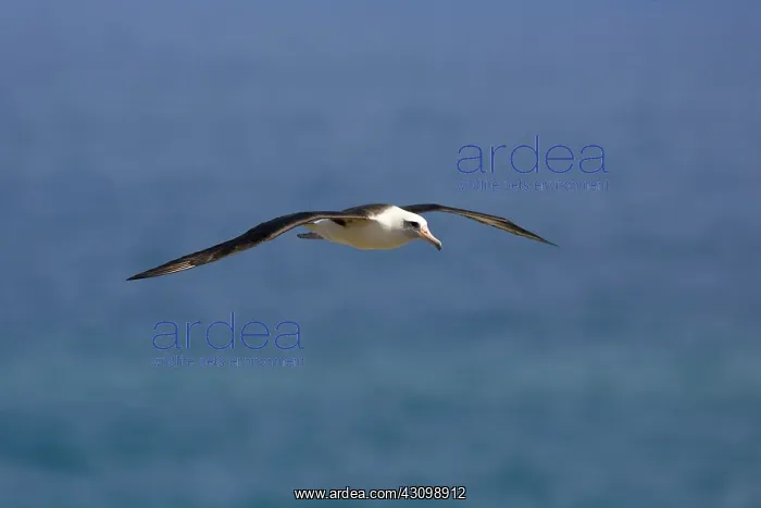 : Laysan Albatross in flight : Laysan Albatross in flight