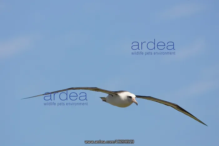 : Laysan Albatross in flight : Laysan Albatross in flight