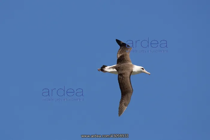 : Laysan Albatross in flight : Laysan Albatross in flight