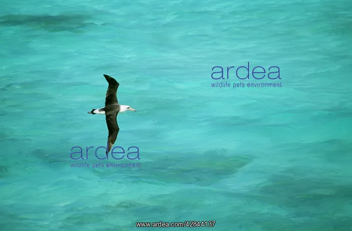 : Laysan ALBATROSS - Flying low over turquoise Sea : Laysan ALBATROSS - Flying low over turquoise Sea