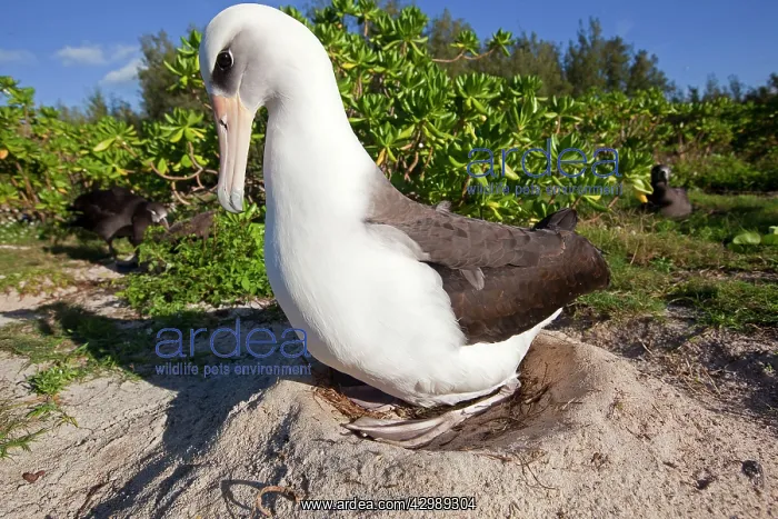 : Laysan Albatross - at nest : Laysan Albatross - at nest