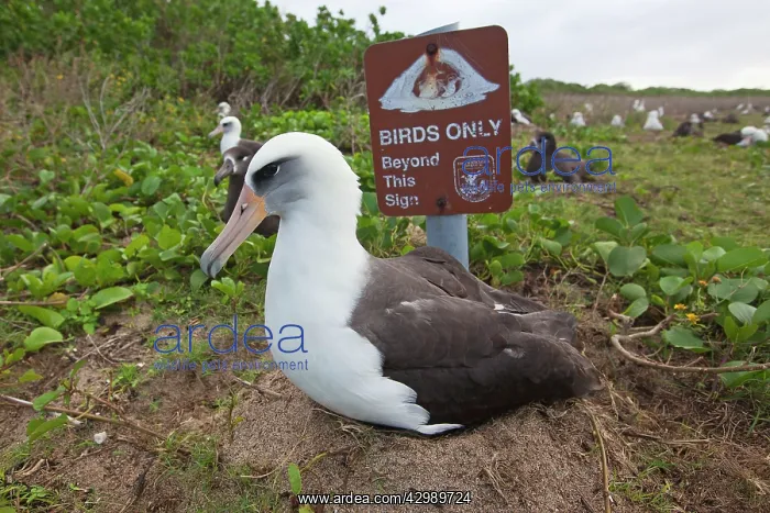 : Laysan Albatross - on nest : Laysan Albatross - on nest