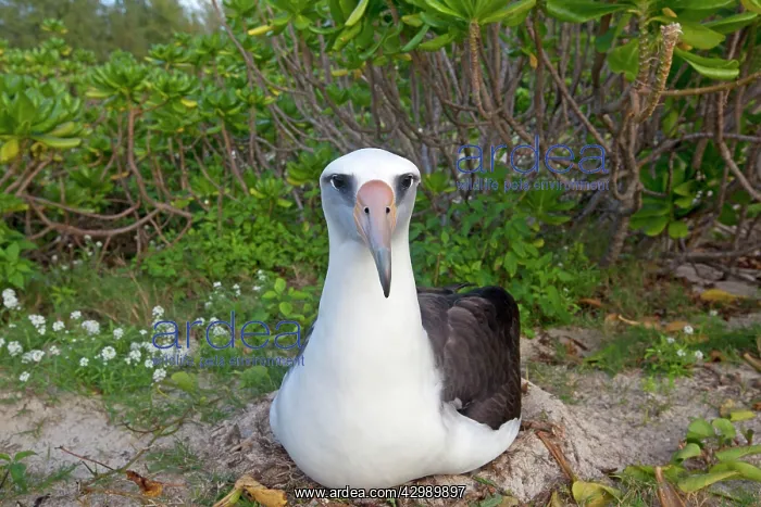 : Laysan Albatross - at nest : Laysan Albatross - at nest
