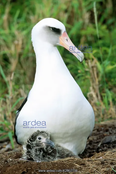 : Laysan ALBATROSS - at nest with chick : Laysan ALBATROSS - at nest with chick